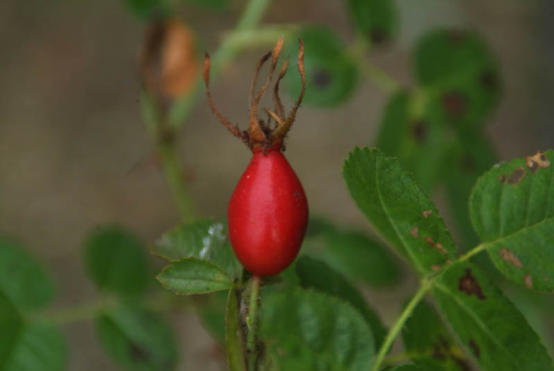 Rosa rubiginosa Egelantier bestellen